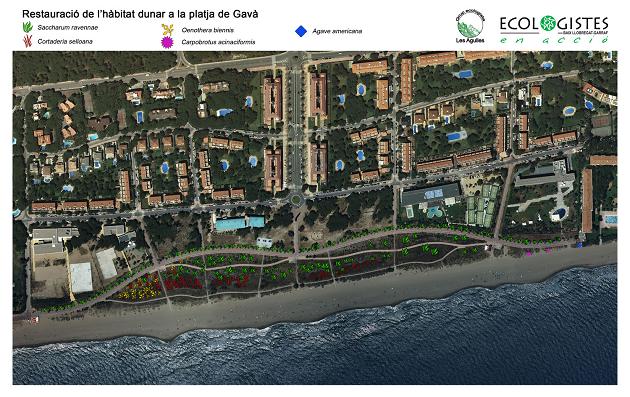 Mapa de la ubicaci�n de las especies invasoras de las dunas de Central Mar (Gav� Mar) realizado por el grupo ecologista 'Les Agulles'